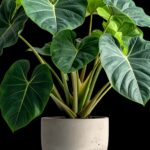 WhatsApp Image 2026-01-23 at 11.02.35 AM (2)