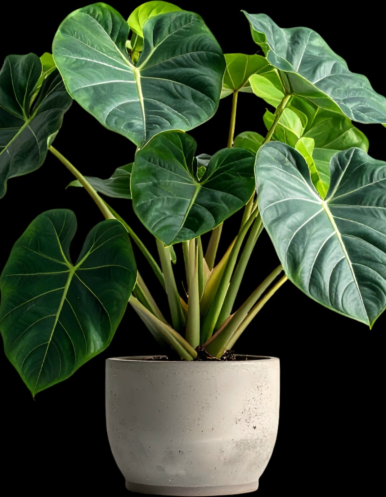 WhatsApp Image 2026-01-23 at 11.02.35 AM (2)