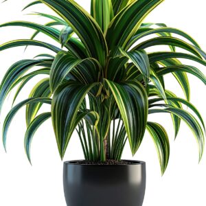 Golden Hahnii Snake plant