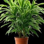 WhatsApp Image 2026-01-23 at 11.02.35 AM (4)