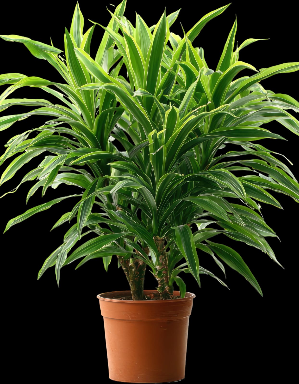 WhatsApp Image 2026-01-23 at 11.02.35 AM (4)