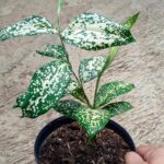 WhatsApp Image 2026-01-23 at 11.02.35 AM (5)