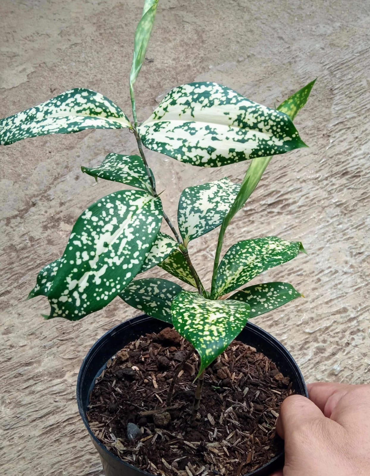 WhatsApp Image 2026-01-23 at 11.02.35 AM (5)