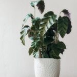 houseplant, potted plant, decor, nature, foliage, plant, houseplant, houseplant, houseplant, potted plant, potted plant, potted plant, potted plant, plant, plant, plant, plant, plant