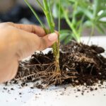 A hand carefully holds a green seedling displaying detailed roots against a blurred background.