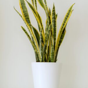 Elegant snake plant in a white pot on a light background, perfect for indoor decor.