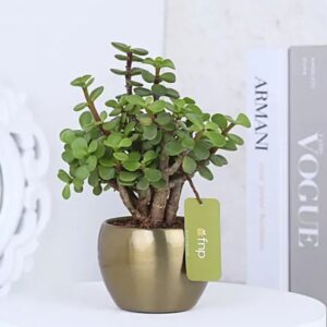 Philodendron Indoor plant